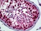 YY1 Antibody (clone 2C4)